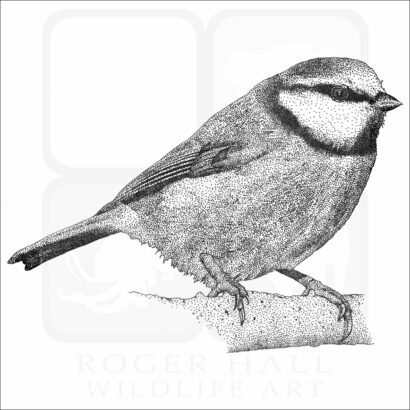 Blue Tit