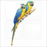 Blue and Yellow Macaws illustration