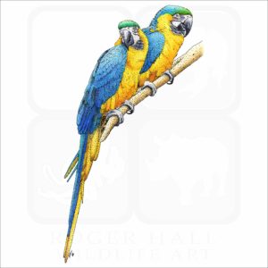 Blue and Yellow Macaws illustration