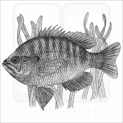 Bluegill