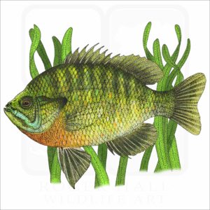 Bluegill illustration