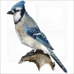 Blue Jay illustration