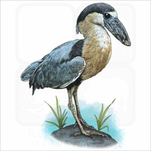Boat-Billed Heron illustration