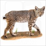 Bobcat illustration