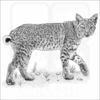Bobcat