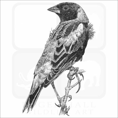 Bobolink