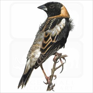 Bobolink illustration