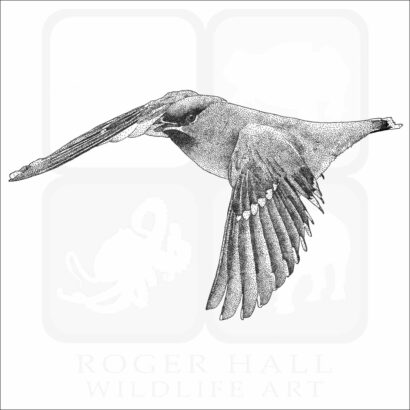 Bohemian Waxwing - Signed Fine Art Print - Image 2