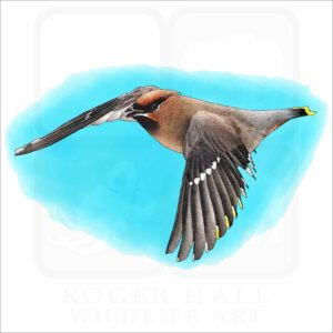 Bohemian Waxwing illustration