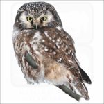 Boreal Owl illustration