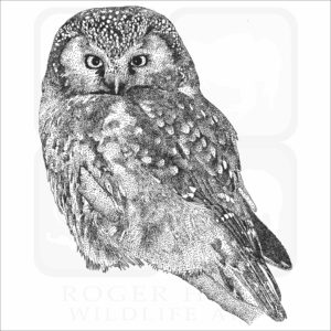Boreal Owl