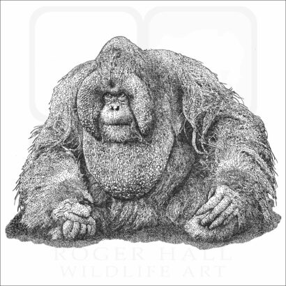 Bornean Orangutan
