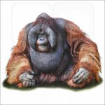 Bornean Orangutan illustration