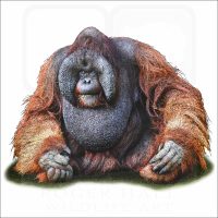 Bornean Orangutan illustration