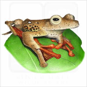 Borneo Red Flying Frog illustration