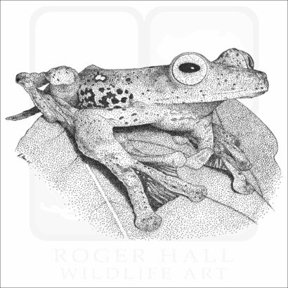 Borneo Red Flying Frog