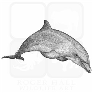 Bottlenose Dolphin
