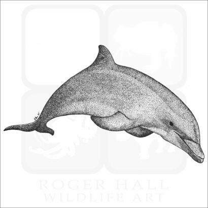Bottlenose Dolphin
