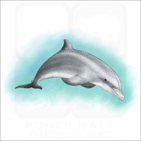 Bottlenose Dolphin illustration