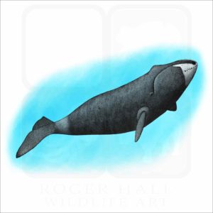 Bowhead Whale illustration