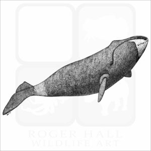 Bowhead Whale