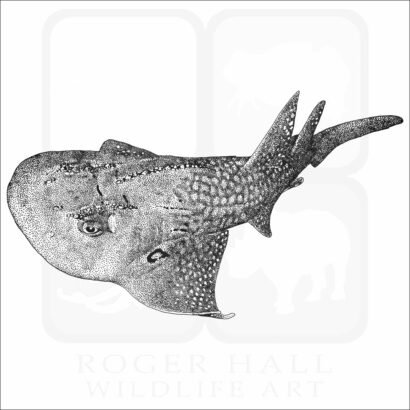 Bowmouth Guitarfish