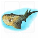 Bowmouth Guitarfish illustration