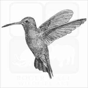 Broad-Billed Hummingbird