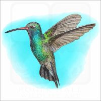 Broad-Billed Hummingbird illustration