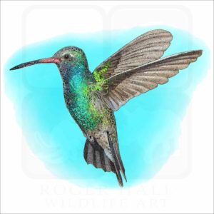 Broad-Billed Hummingbird illustration