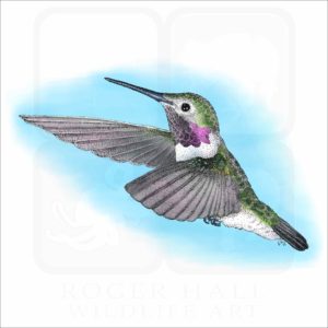 Broad-Tailed Hummingbird illustration