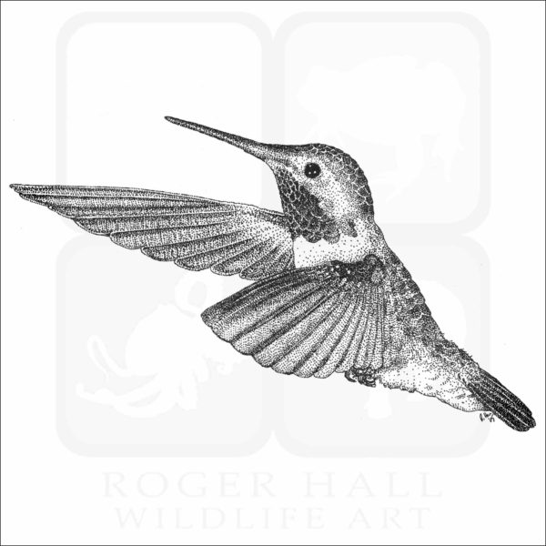 Broad-Tailed Hummingbird