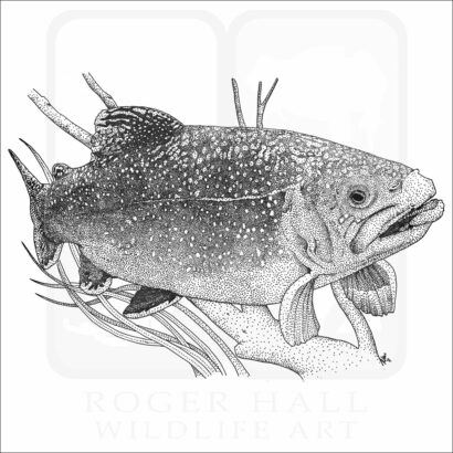 Brook Trout