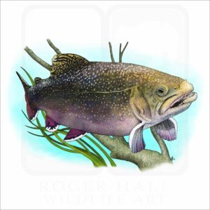 Brook Trout illustration