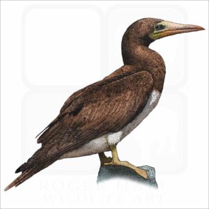 Brown Booby illustration