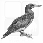 Brown Booby