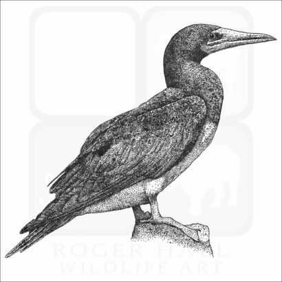 Brown Booby