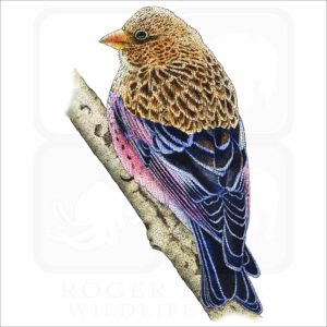 Brown-Capped Rosy Finch illustration