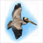 Brown Pelican illustration