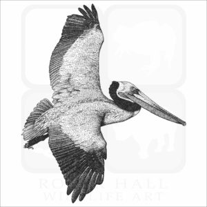 Brown Pelican