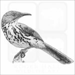 Brown Thrasher