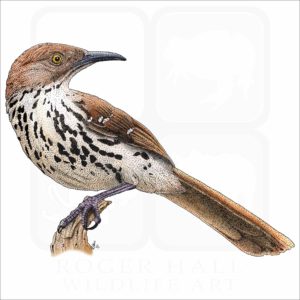Brown Thrasher illustration