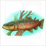Brown Trout illustration