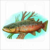 Brown Trout illustration