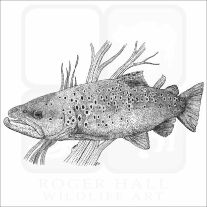 Brown Trout