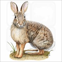 Brush Rabbit illustration