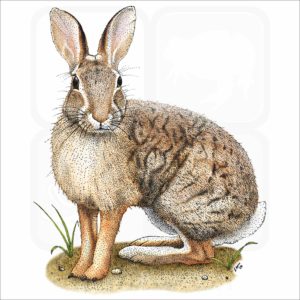 Brush Rabbit illustration