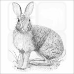Brush Rabbit