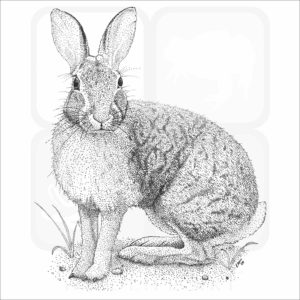 Brush Rabbit