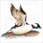 Bufflehead Duck illustration